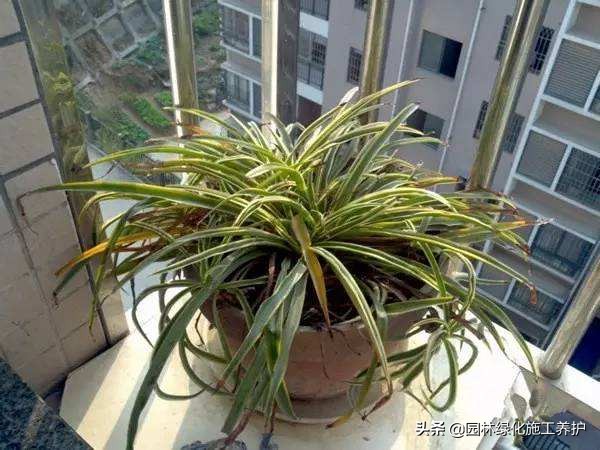 冬天吊兰放室外被冻死,吊兰放在室外叶子就变软