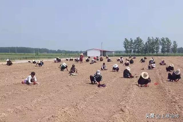 上蔡“芦笋大王”让贫困户抱上“聚宝盆”!