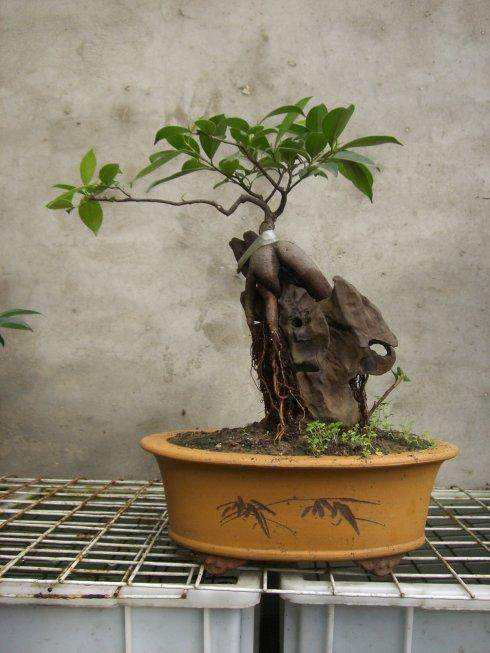 榕树盆景好养吗怎么养,榕树盆景经典造型