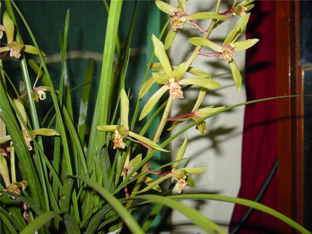 中国名花兰花盆栽,盆栽兰花唯美古风