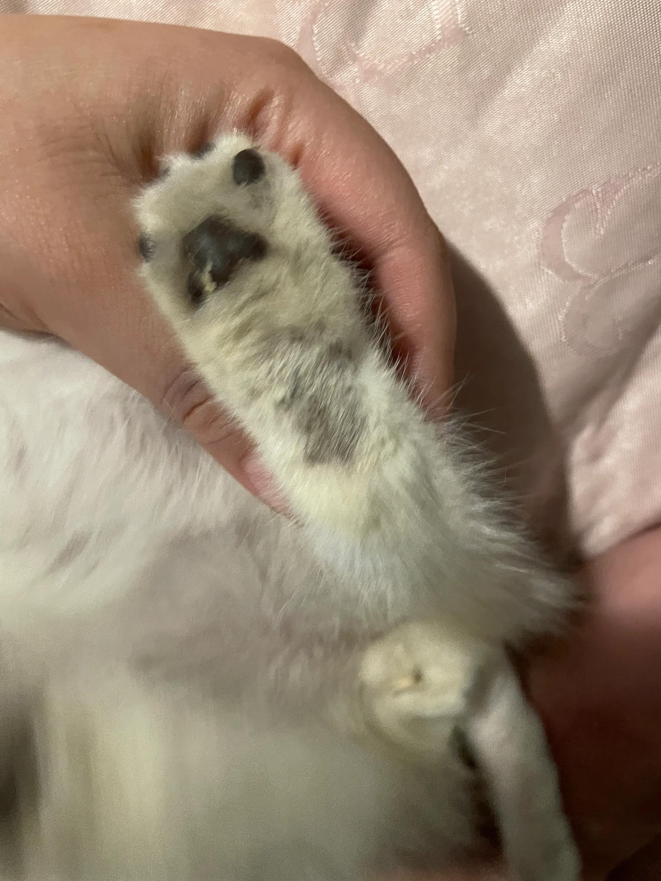 养猫经验猫得了猫癣怎么办,养猫后人得了体癣怎么办