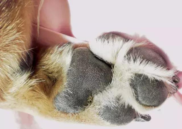 狗狗肉垫护理视频,夏季狗狗冰垫