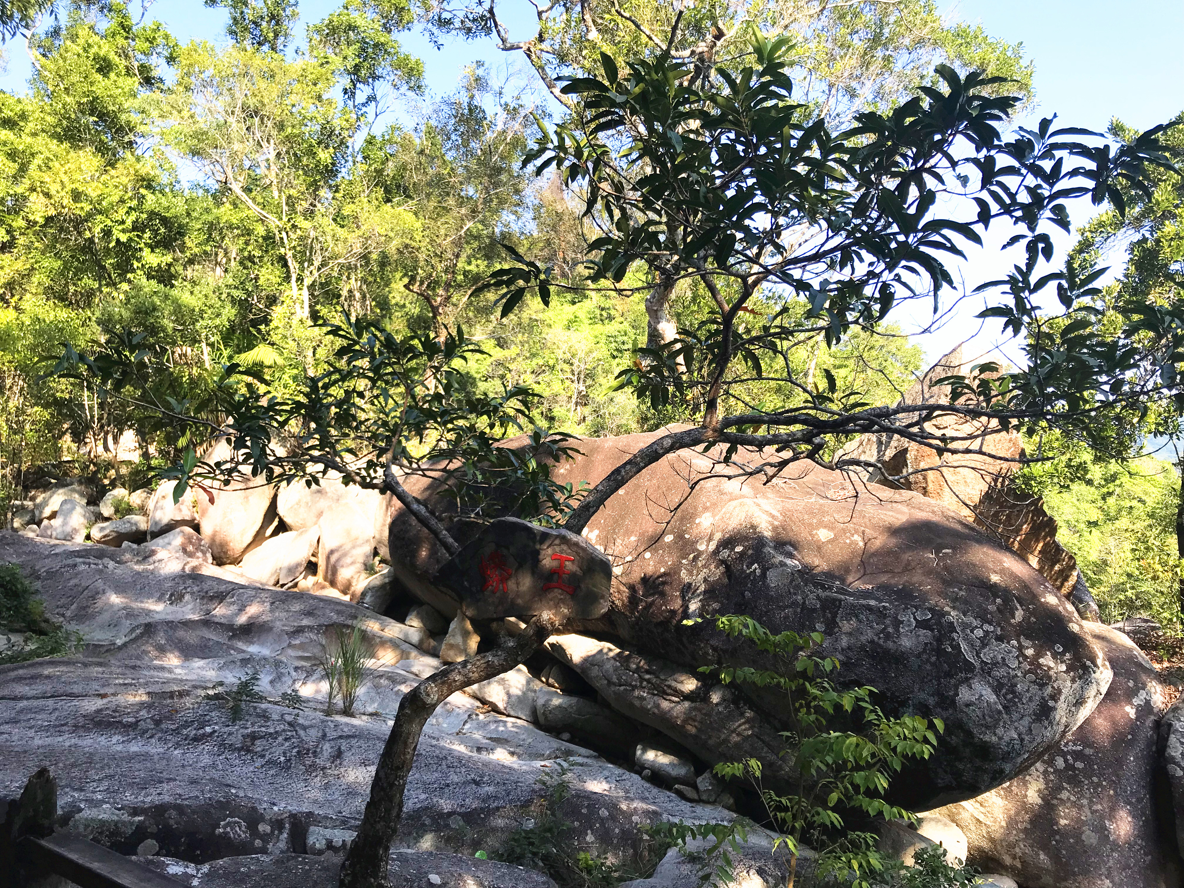 1500年的“母生”藏于此，这里集海南珍稀名木，神奇霸王岭