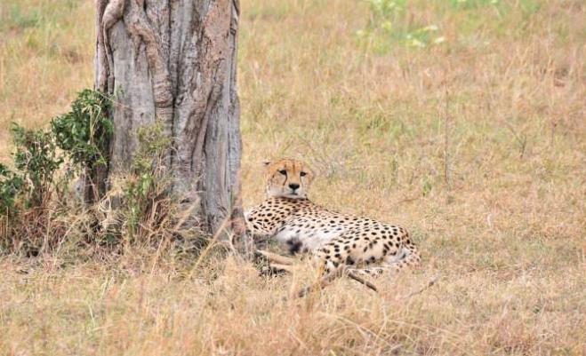地球历史中最厉害的食肉动物,世界上有什么食肉动物