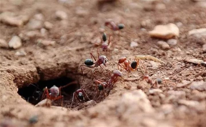 养花的虫害分类及防治,养花如何预防虫害视频教程