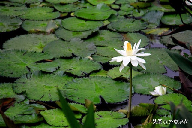 白睡莲怎么种植,养睡莲的方法和注意事项