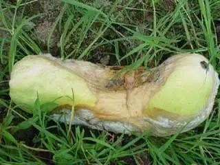 青霉病属于灰霉病还是软腐病,蔬菜霜霉灰霉病克星