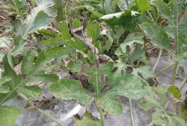 青霉病属于灰霉病还是软腐病,蔬菜霜霉灰霉病克星