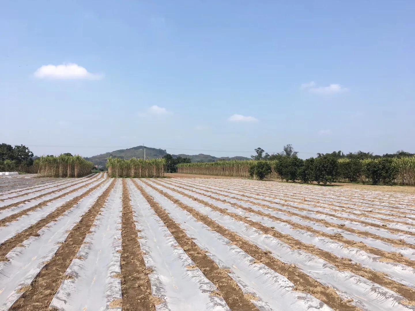 江津区石蟆镇中坝岛,石蟆羊石中坝岛攻略