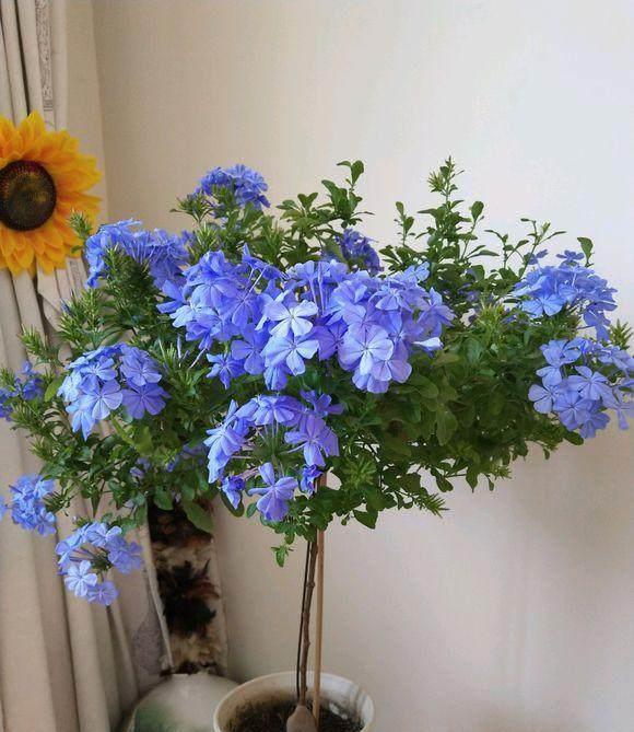 阳台养蓝雪花棒棒糖,阳台养绣球花爆盆