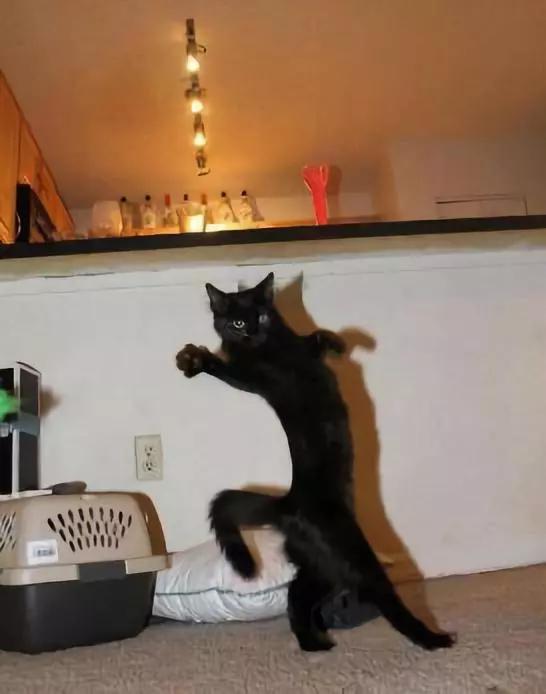 动物表情包沙雕魔性,沙雕动物爆笑瞬间表情包