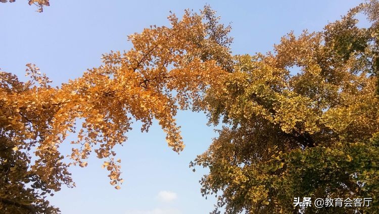 金秋旅游视频模板,国庆郯国古城游玩攻略