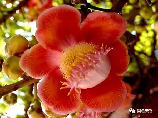 菩提花开观自在,菩提花开见性成佛