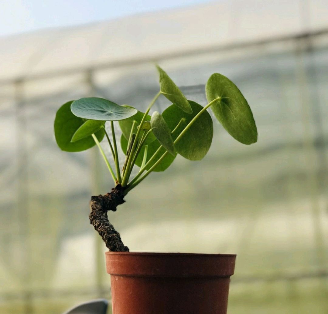 怎么养金钱草使它叶子变大,金钱草如何养护才能爆盆