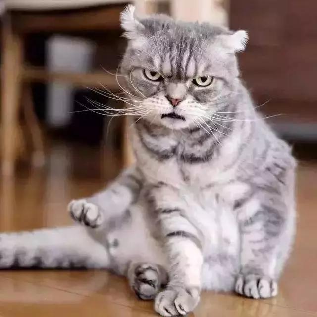 回家猫咪在我腿上磨爪子,为啥主人一回家猫咪就磨爪子