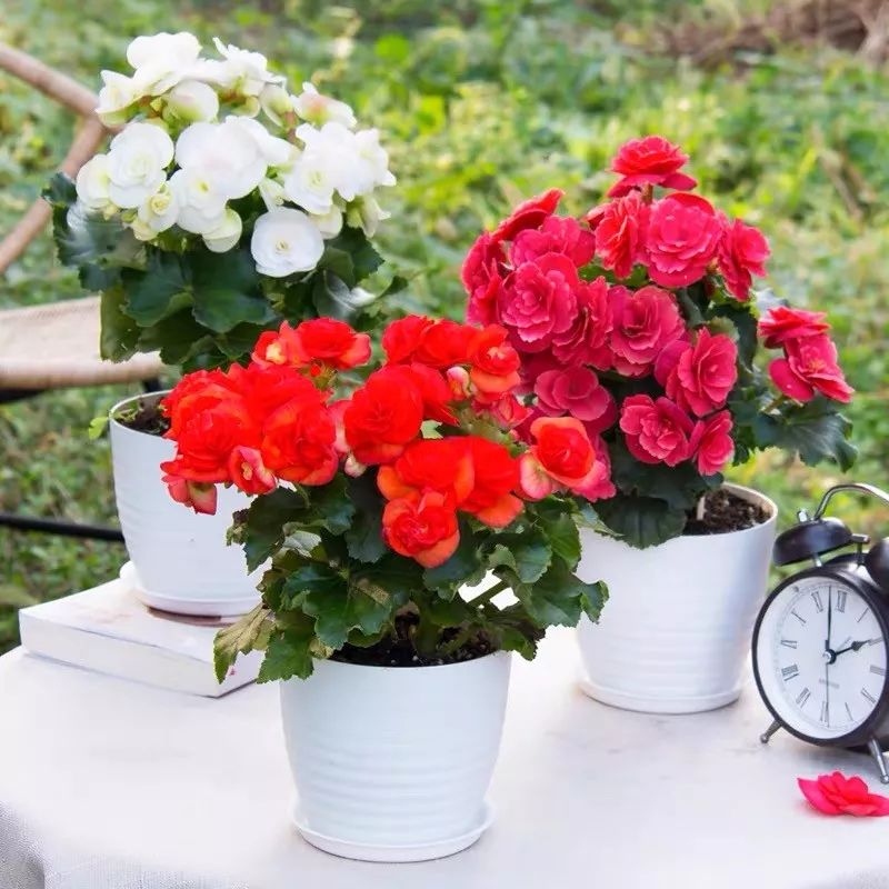 冬天一定要养的十种花,冬天养花养哪些植物好看