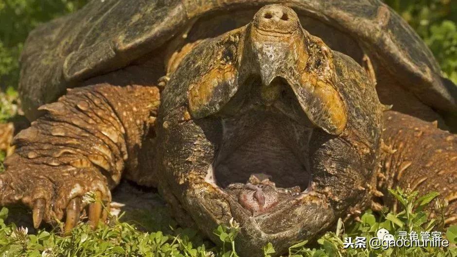 龟不痛不痒有点出血水,龟不伸头无力