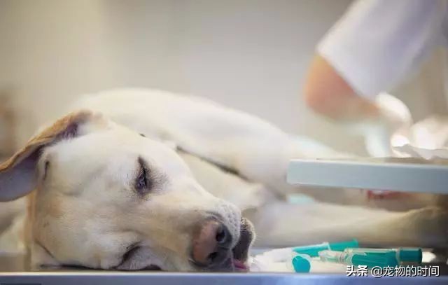 狗狗为什么放出笼子就乱拉乱尿,狗狗乱尿怎么办