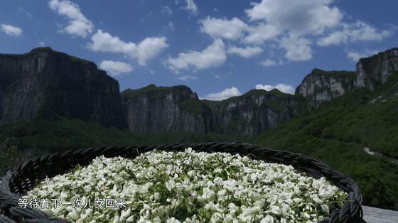 吃槐花注意事项,开始吃槐花了会怎样