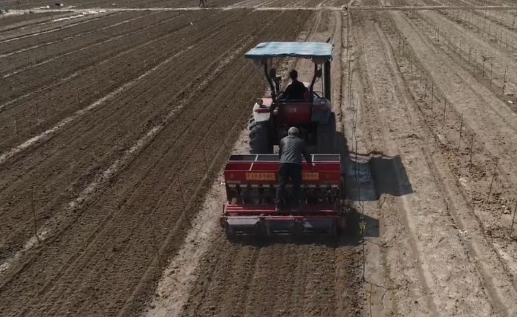 种花生时钙镁磷怎么施,花生什么时候补钙最合适