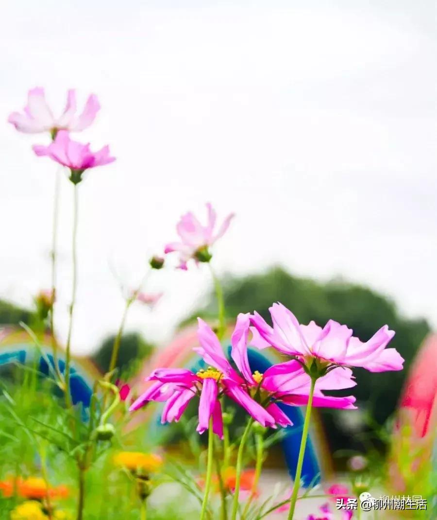 柳州哪里有免费花海,柳州花海紫荆花真实视频