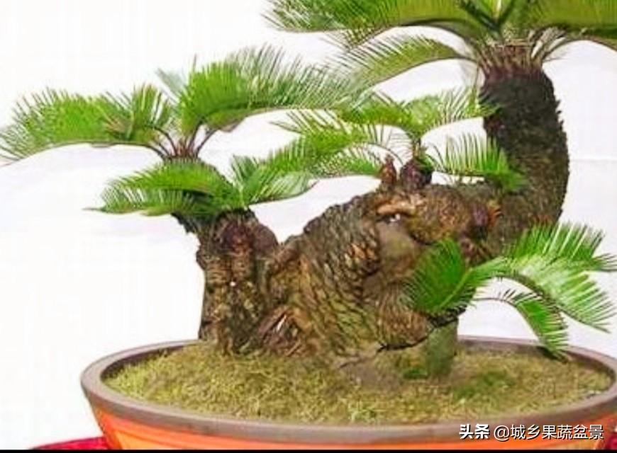 铁树盆景养殖技巧,铁树盆景制作全过程