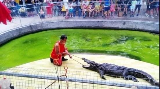 瀚阳水上世界鳄鱼表演,鳄鱼谷鳄鱼表演