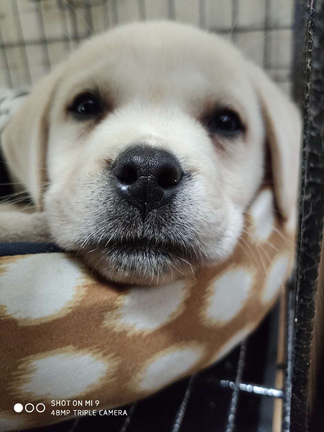 养两只拉布拉多是怎样的体验,养只拉布拉多能收获多种体验