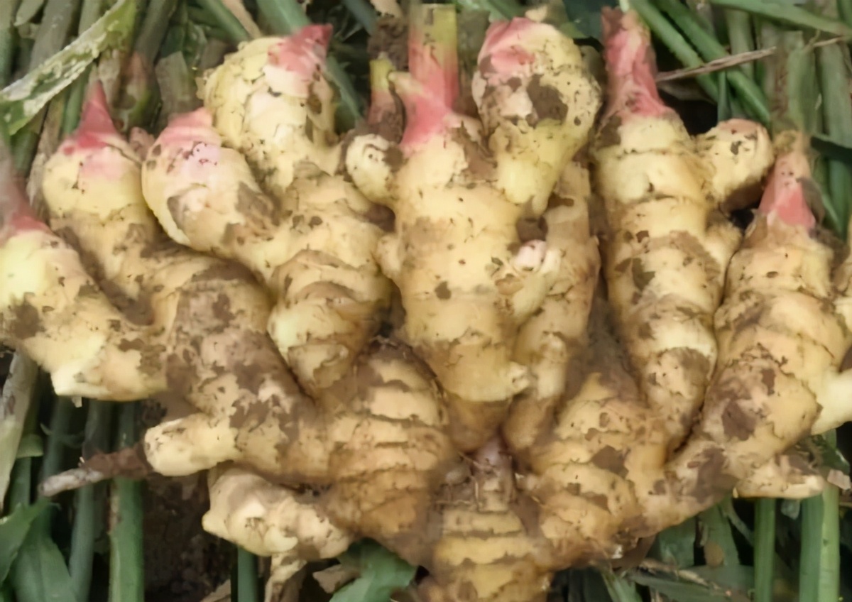 立春种生姜,冬天刚出芽的生姜怎样养护