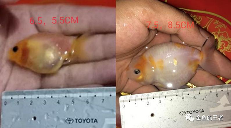 养功考试1个月,20条鱼的前后成长对比,变化太惊艳了