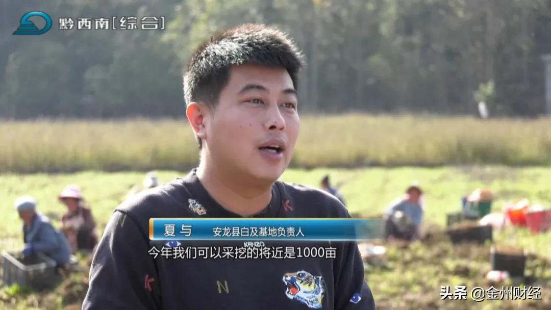 「财富故事」安龙：5000亩白及喜获丰收亩产达6000斤