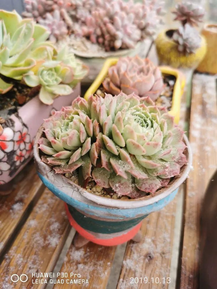 人生就像养多肉一样,人生如同养多肉时间不会怠慢