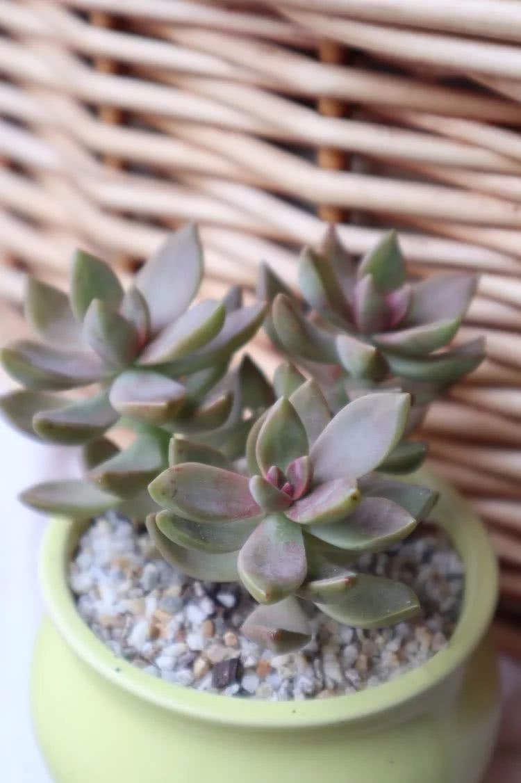 多肉名字怎么记,多肉的品种图片及名字寓意