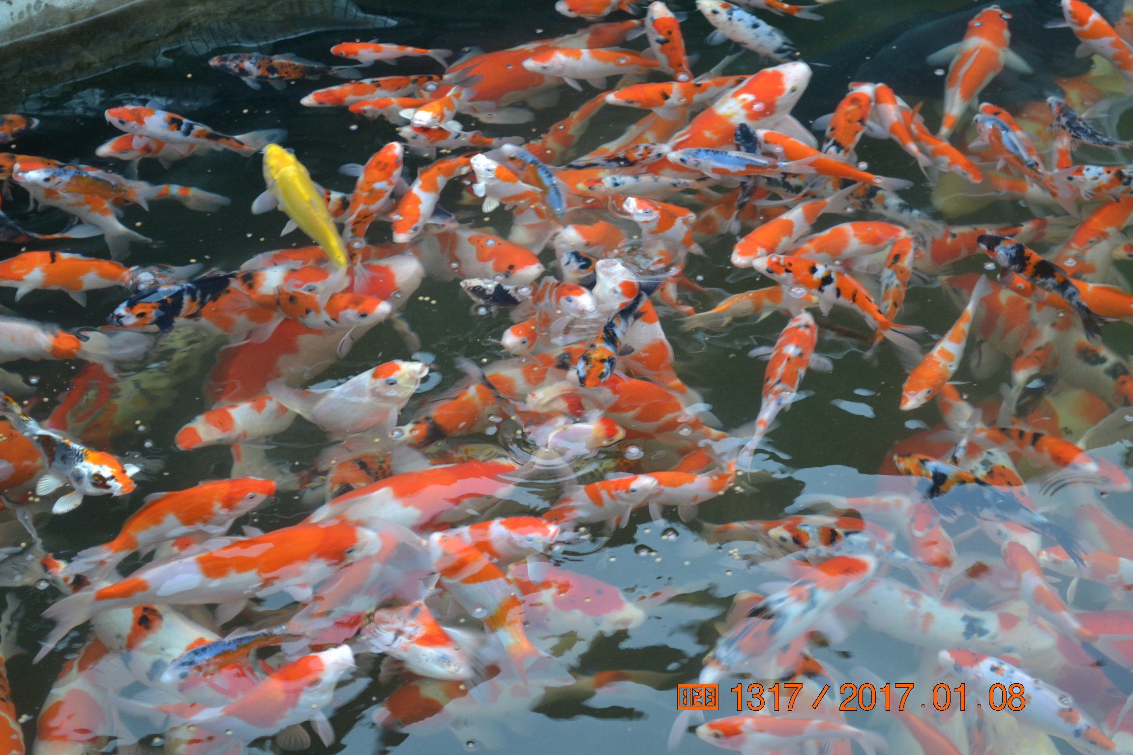 湖南最好的锦鲤养殖基地,湘潭锦鲤养殖