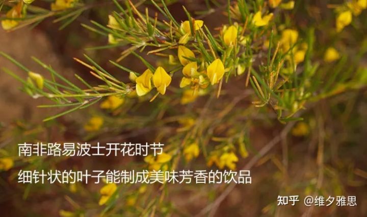 绿茶是绿色的茶吗为什么,绿茶中的红茶