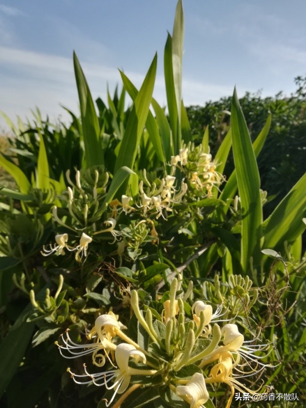 消肿祛毒止痛的药膏,金银花可以治脓疱疮