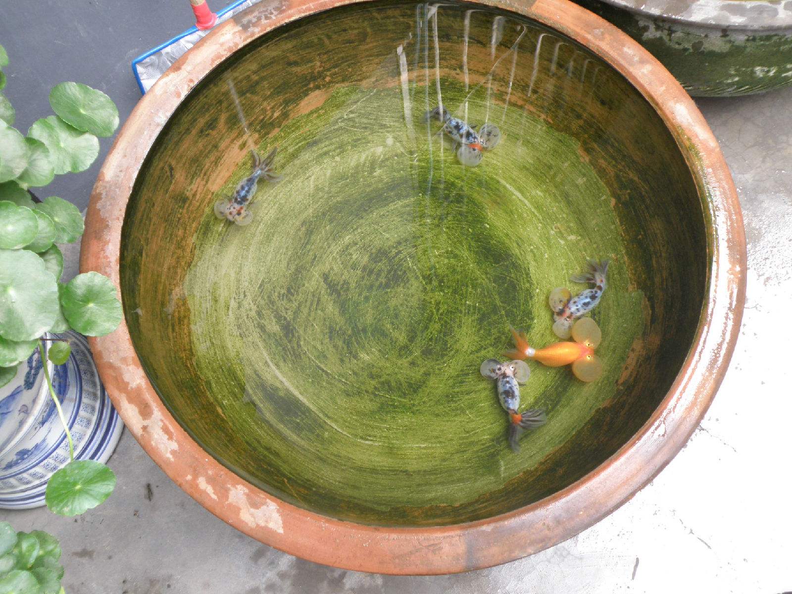 想养鱼但是不想买鱼缸,想养鱼但是不想换水