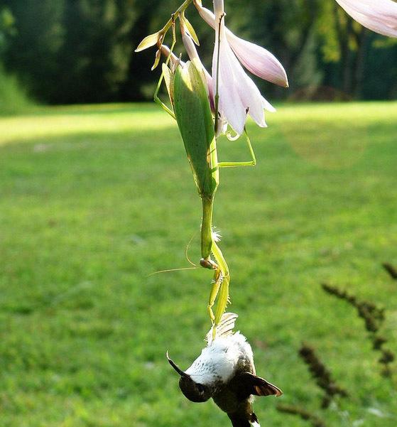 鸟VS螳螂,却被螳螂吃掉!“元芳”你怎么看