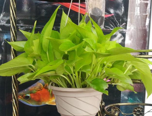 盆栽绿萝怎么养护才能长得快,绿萝为什么是懒人盆栽