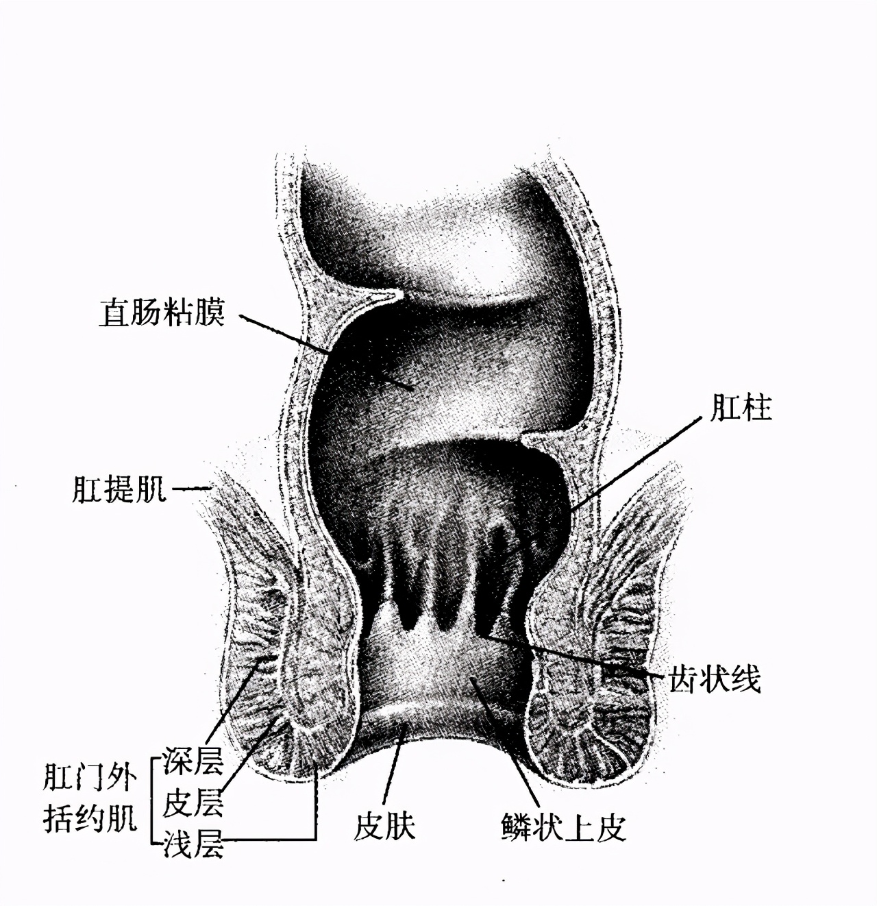 “难以启齿”的肛门癌，你了解他吗？出现这3个症状，或许不妙