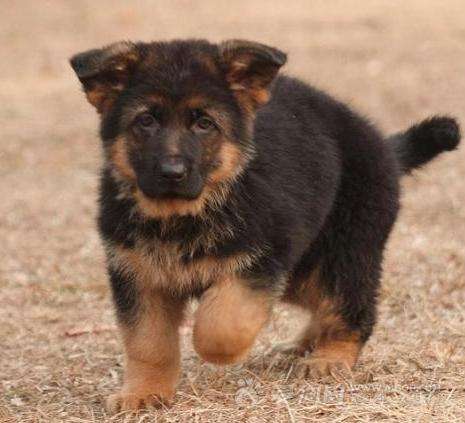 德牧幼犬定点训练大小便,训练德牧犬简单方法