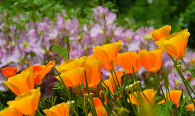 6月财运爆棚的三大生肖,6月时来运转得财得福的三大生肖