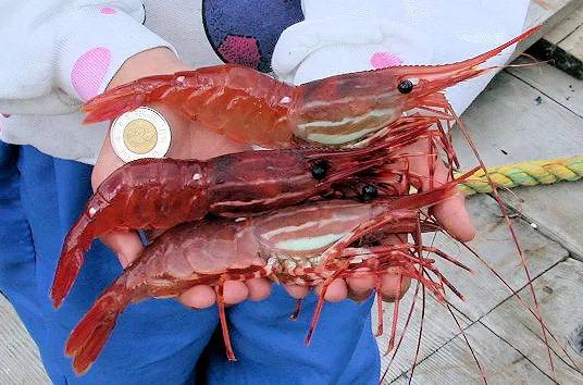 警惕!大温华人妹子狂吃大量斑点虾突然抽搐倒地!吃虾注意这个