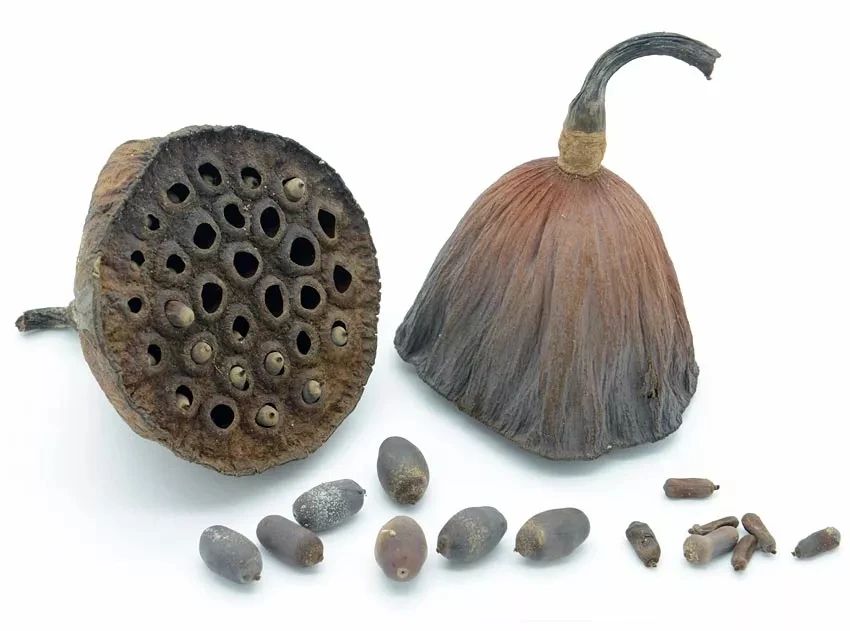 碗莲莲子种植方法全过程,用莲子种植碗莲