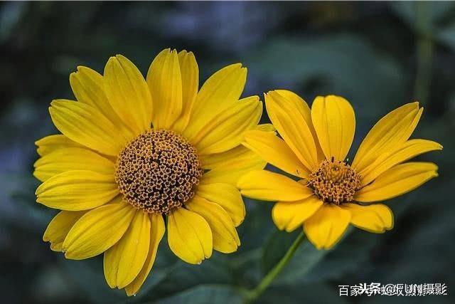 手机摄影技巧：照片拍糊了不用担心，简单一个妙招教你修复糊片