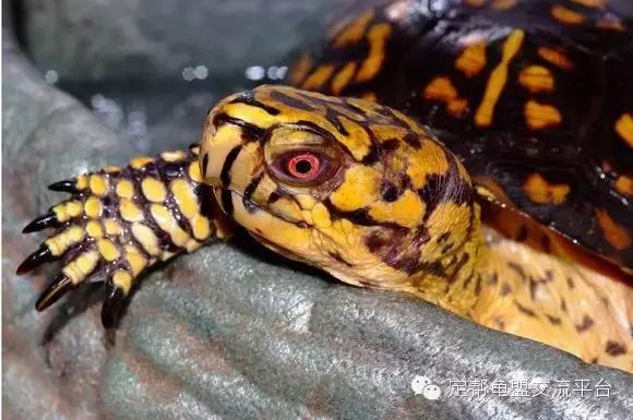 东部箱龟违法,东部龟饲养方法