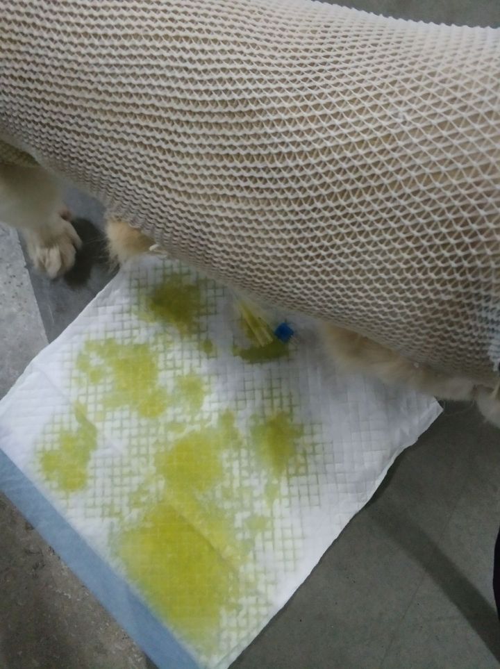 公猫膀胱结石手术,公犬尿道结石手术