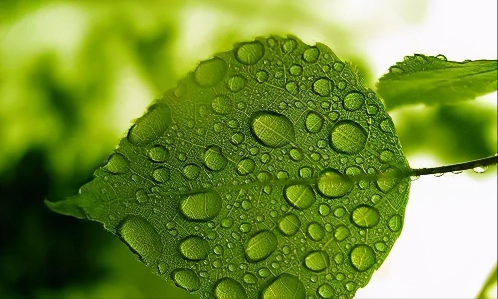 中药为什么能治病原理,中药为何有效果