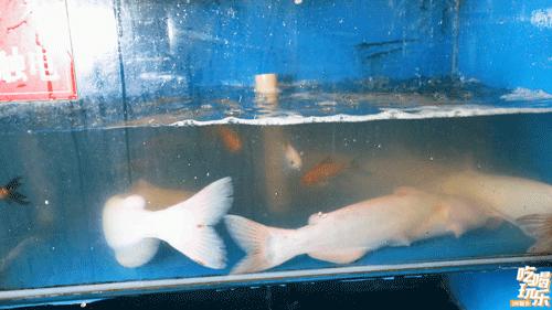 新乡云南石锅鱼地址,云南正宗石锅火锅