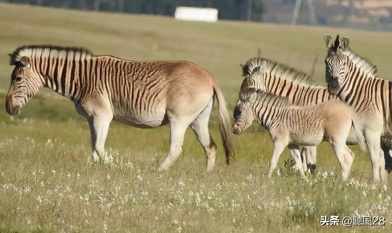 斑马打印机打印有竖线,斑马打印机打印出来有黑条纹